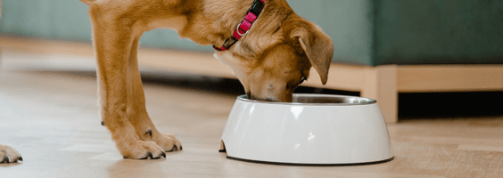 Comedouro para cachorro: como escolher o melhor?
