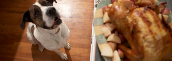 como fazer o seu cachorro parar de pedir comida