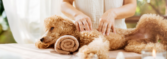 Massagem em cachorros: aprenda como fazer e seus benefícios!