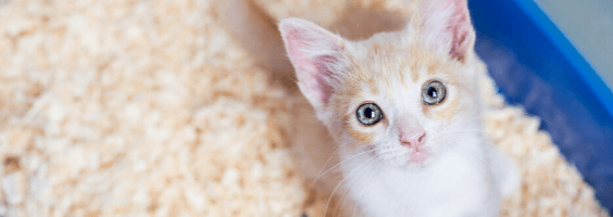 As 10 Melhores Caixas de Areia Para Gatos em 2024: Chalesco