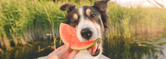 Cachorro pode comer melancia? Descubra a verdade!