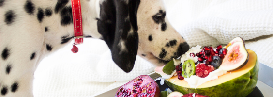 Quais frutas o meu cachorro pode comer? Veja quais alimentos naturais não oferecem riscos ao seu cão.