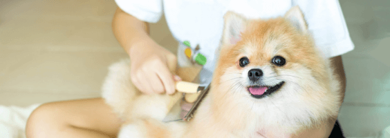 Escova para cachorro: como escolher a melhor para o seu pet