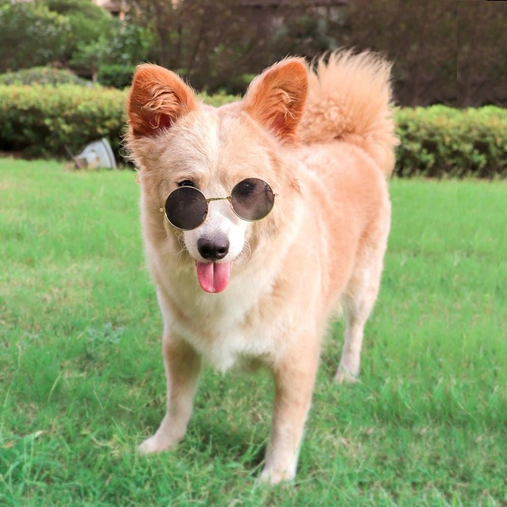 Óculos Pet Redondo para gatos e cães de porte médio ou grande - Preto