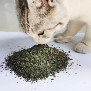 Cat Nip Erva Natural Atrativo Para Gatos - sachê avulso de 2g