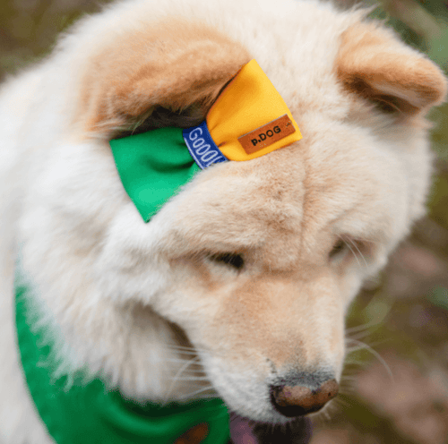 Laço Verde e Amarelo Copa do Mundo - G