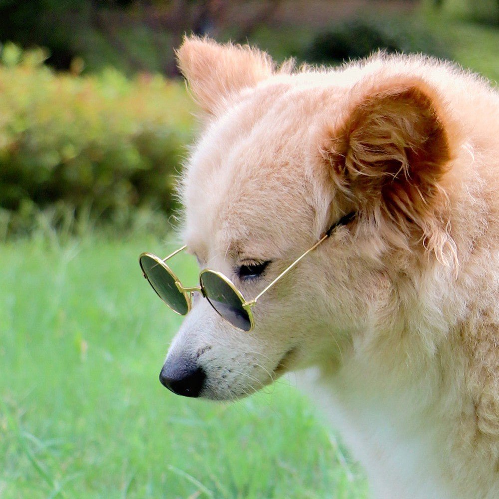 Óculos Pet Redondo para gatos e cães de porte médio ou grande - Preto